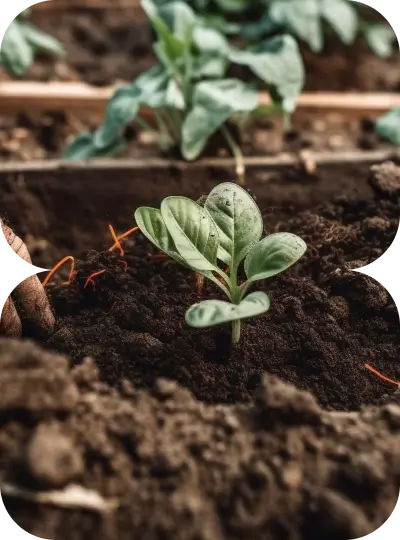 Plant Nursery